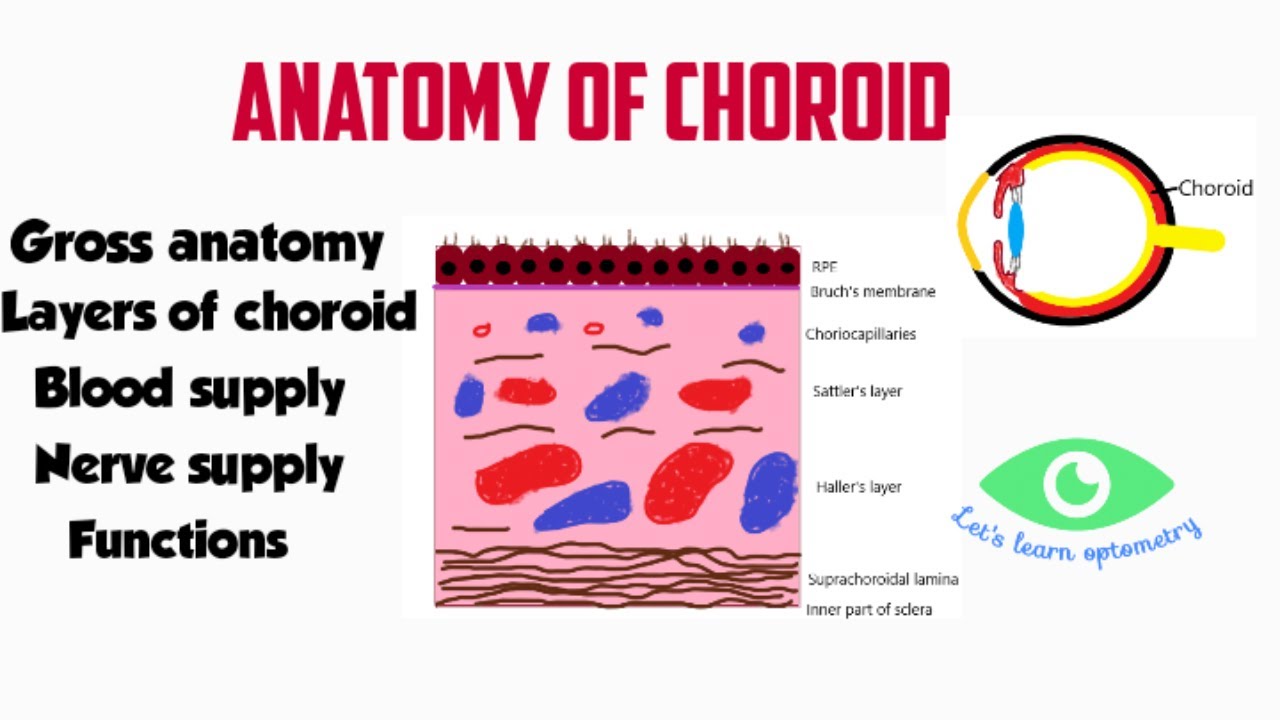 What is the choroid coat of the eye? Tipseri