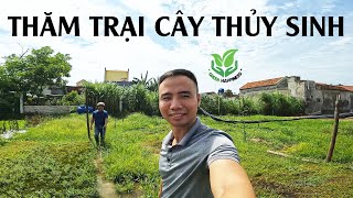 Thăm trại CÂY THỦY SINH và tham gia dự án thủy sinh ĐẶC BIỆT