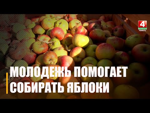 В Мозыре студенты и школьники вместе с аграриями собирают яблоки видео