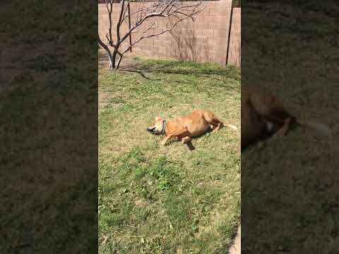 Murphy (the amazing!), an adopted Golden Retriever & Shepherd Mix in Ithaca, NY_image-1