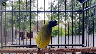 Download lagu Putar 1 X Dijamin Cucak Kurincang Anda Langsung Ikut Bunyi Gacor || Cucak Kurincang Super Gacor 2021 mp3