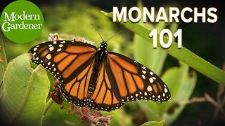 Everything to Know About Monarch Butterflies