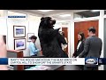 Marty The Moose Kodak The Bear Arrive On Capitol Hill To Show Off The Granite State