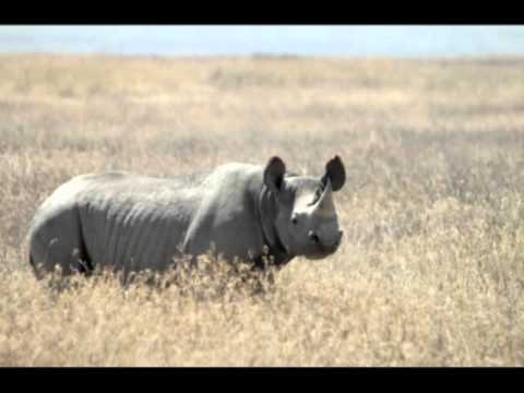 Digital & Nat Clarxon - Rhino