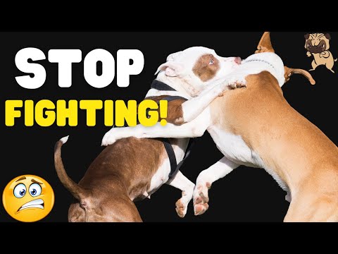 YouTube video about: How to keep dogs separated in same house?