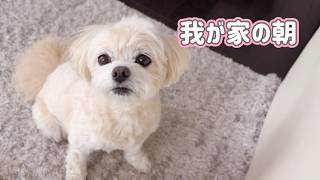 【癒し】シニア犬との暮らし🐶ゆる過ぎる朝時間とお薬ルーティン♪
