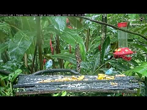 Colorful Tanagers Share The Spotlight In Panama – Aug. 3, 2022