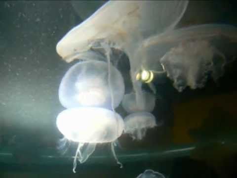 Vangelis - Fields of Coral