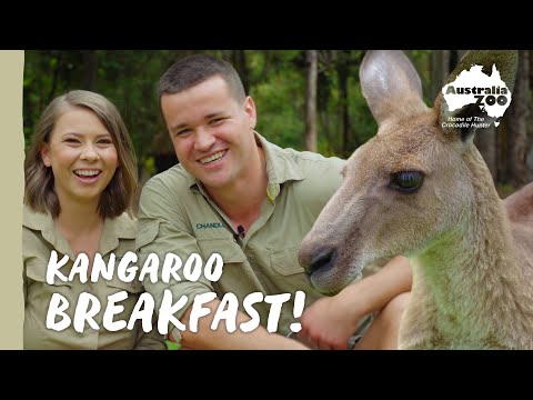 Morning kangaroo feed with Bindi & Chandler | Australia Zoo Life