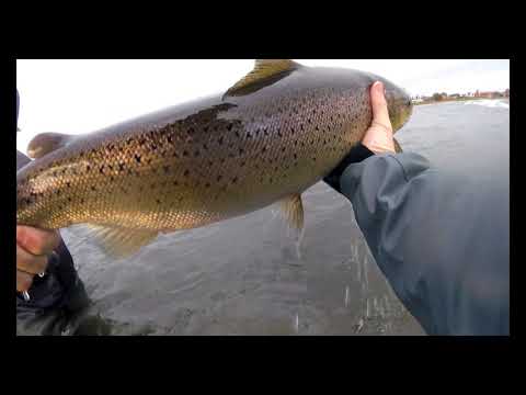 Havørred Bornholm, efterår 2017 (havsöring, meerforelle, sea trout, sjøørret)