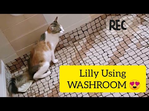 Cat Is Trained To Use a Toilet | Training My Cat To Use A WASHROOM/Toilet |Cat Using Toilet| Mar Fy
