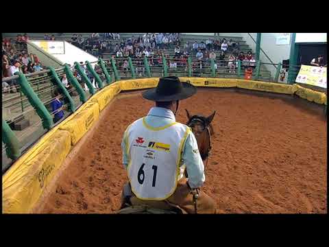 Classificatória Gaúcha - 7º lugar machos - Legado da Cabanha Santa Fé (Mangueira II)