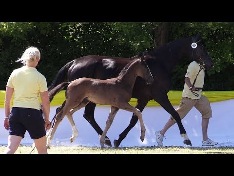 Smily P, HF von Secret – Danciano – Don Frederico, *10.05.2018