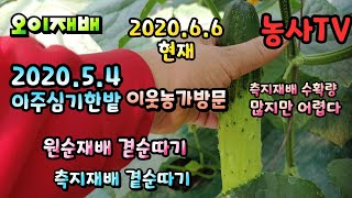 오이재배, 원순재배와 측지재배 비교, 아주심기 한달 후 모습 [농사TV]