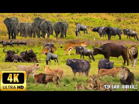 4K African Wildlife: Hwange National Park, Zimbabwe – Wild Africa Captured in Stunning 4K Quality
