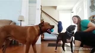 Download Lagu Connecticut Dog Trainers / Stamford New Haven Dog Trainers / 9 Month Old Pit Bull/Lab mix, Socks Thumbnail