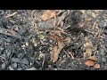 Odorous House Ants Shelter Under Rodent Bait Station in West Long Branch, NJ