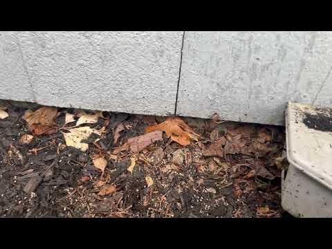 Odorous House Ants Shelter Under Rodent Bait Station in West Long Branch, NJ