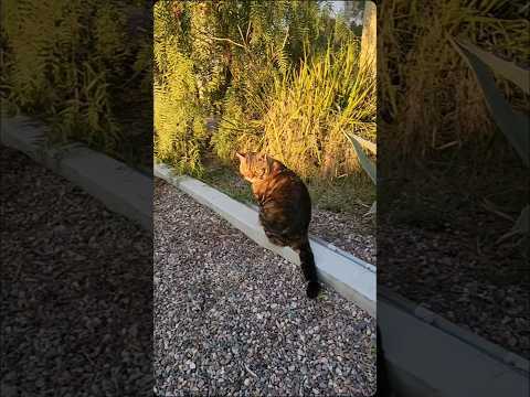 Terry, with many concerns. #cats #catshorts #terry #catsoftiktok #catvideo #bookaholic