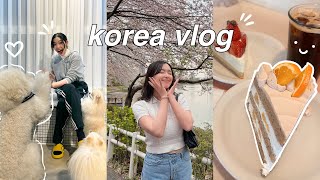 KOREA VLOG 2023: cafe hopping, fun things to do in seoul, dog cafe, meeting friends