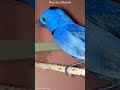 Mountain Bluebird|The Closest Shot