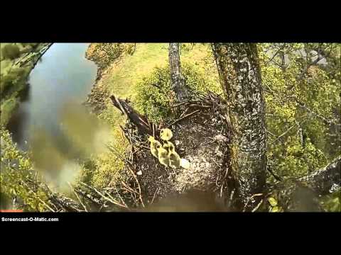 Baby Geese Jumping from "Eagle Cam" -- 2014