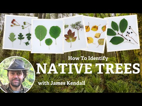 How To Identify Native Trees (UK & Ireland)