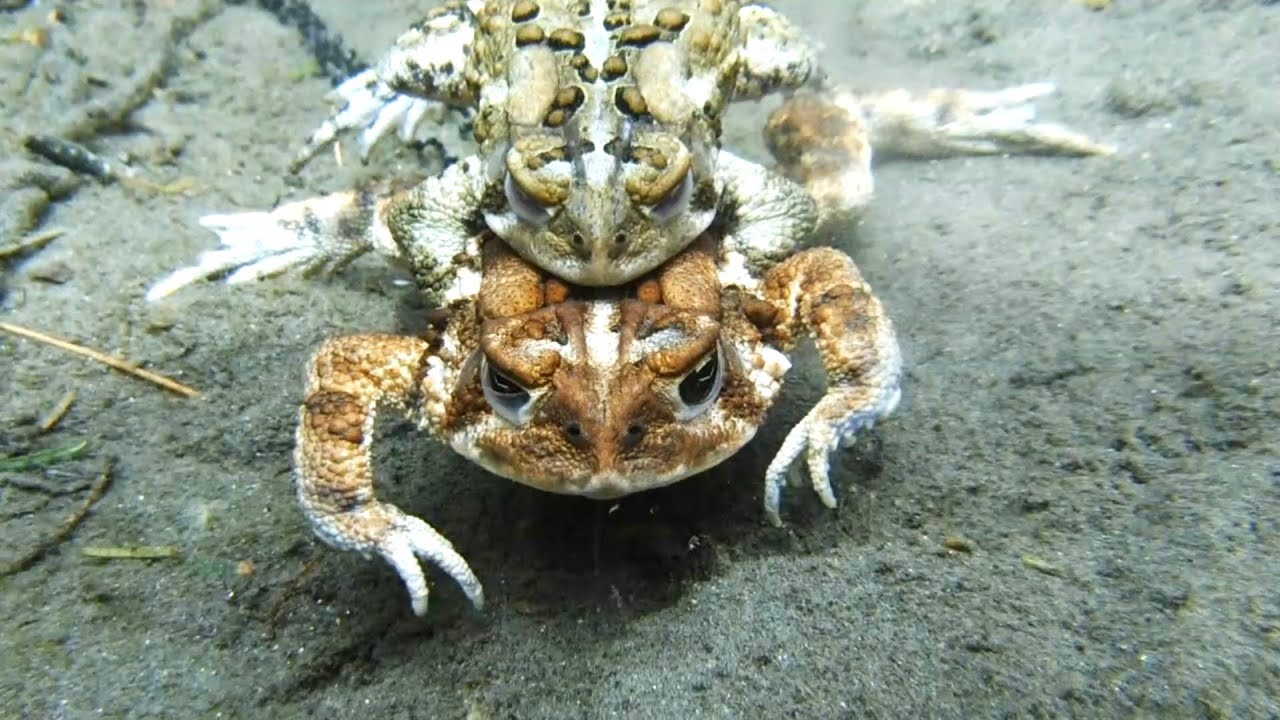 THE AMERICAN TOAD (I Know What You Did Last Spring!)