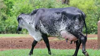 LOTE 2 - G8 BASF (8899-CN)