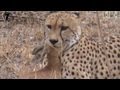 Cheetah Catches And Eats Antelope HD