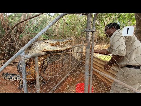 MABU BURU LIFESTYLE EPISODE 8 - I GOT A NEW JOB, at the Malcolm Douglas Wildlife Park
