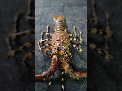 Giant Lobster here...