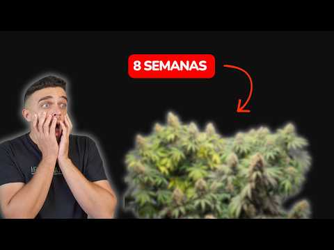 Como ter colheitas a cada 8 semanas no cultivo indoor