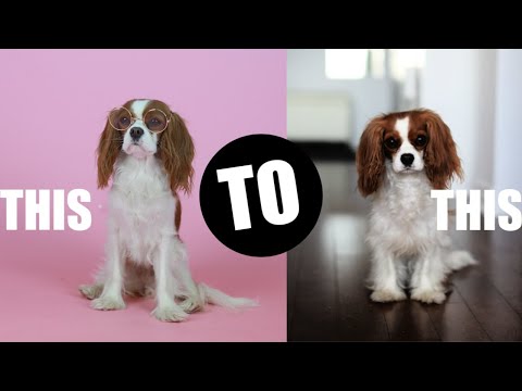 THE SIDE EFFECTS OF SPAYING A FEMALE DOG