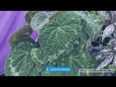 Dibleys displayVirtual Flower Show