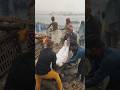 बनारस का अनोखा शमशान घाट Shorts Shamshan Ganga Ghat Manikarn