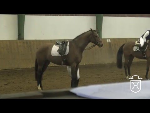 18 Holsteiner Stute von Numero Uno - Diarado - Carpaccio