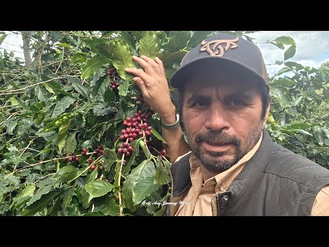 Los Cortes de Café. Comunidad El Gorrión. San Sebastián de Yalí. Jinotega. Nicaragua 