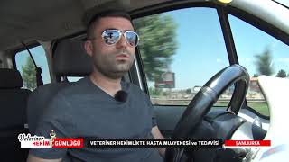 VETERİNER HEKİM GÜNLÜĞÜ | VETERİNER HEKİMLİKTE HASTA MUAYENESİ VE TEDA