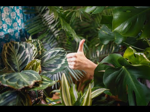 Wildkräutersalat - Upgrade für jedes Outdoorgericht