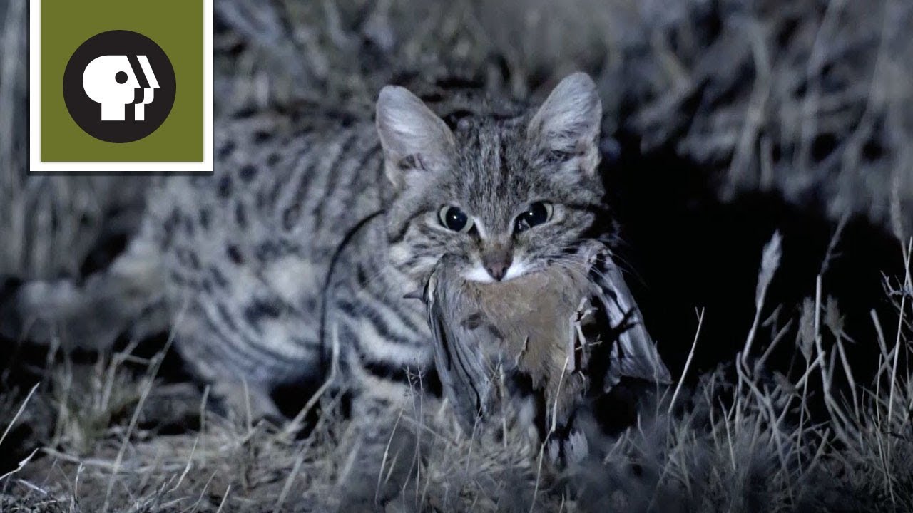 Are black-footed cats illegal?
