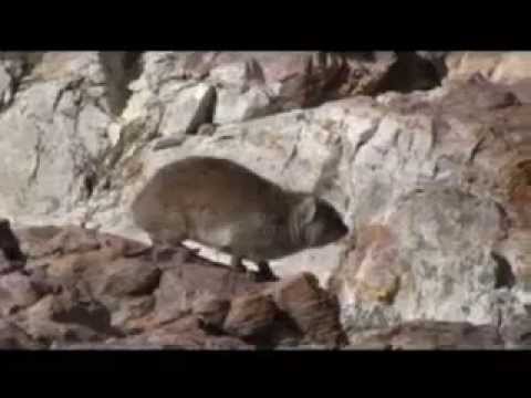 download lagu mp3 mp4 Are Dassies Dangerous, download lagu Are Dassies Dangerous gratis, unduh video klip Are Dassies Dangerous