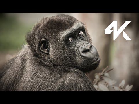 Harmony of the Forest: 4K Compilation of Relaxing Forest Animals with Tranquil Music