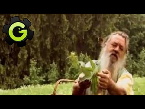 Brennessel Kräuer und Pflanzenkunde Deutschland 2017