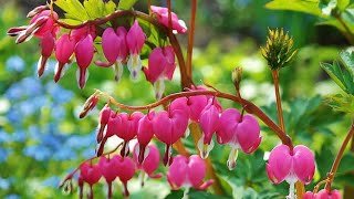 Download lagu Tuty Wibowo - Bunga Hati [ Lyric Video] mp3