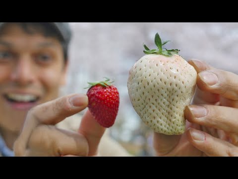 , title : 'Japan's White Strawberry: Luxury Fruit Unboxing & Adventure ★ ONLY in JAPAN'