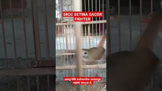 Download lagu SRDC betina gacor super fighter#shorts #short mp3