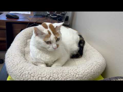 Jyn - silly, gorgeous girl!, an adopted Domestic Short Hair in Oshkosh, WI_image-1