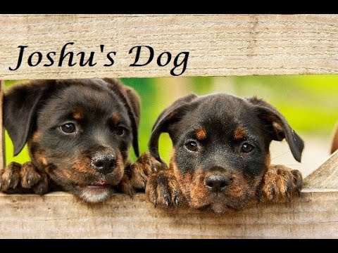 Zen Koans with an Advaita twist - Mumonkan Case 1 - Joshu's Dog