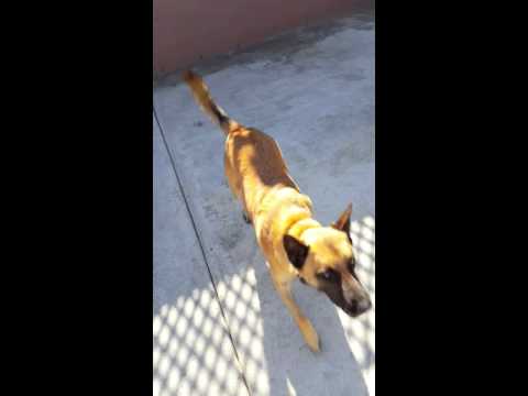 Rango my belgian malinois